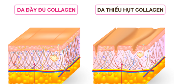 HD Ellie Gold đột phá công nghệ Collagen mang lại vẻ đẹp cho làn da